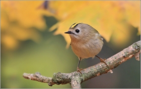 <p>KRÁLÍČEK OBECNÝ (Regulus regulus) /Goldcrest - Wintergoldhähnchen/</p>